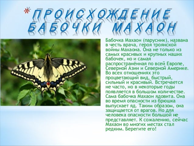 Описание бабочки махаон Описание бабочки махаон